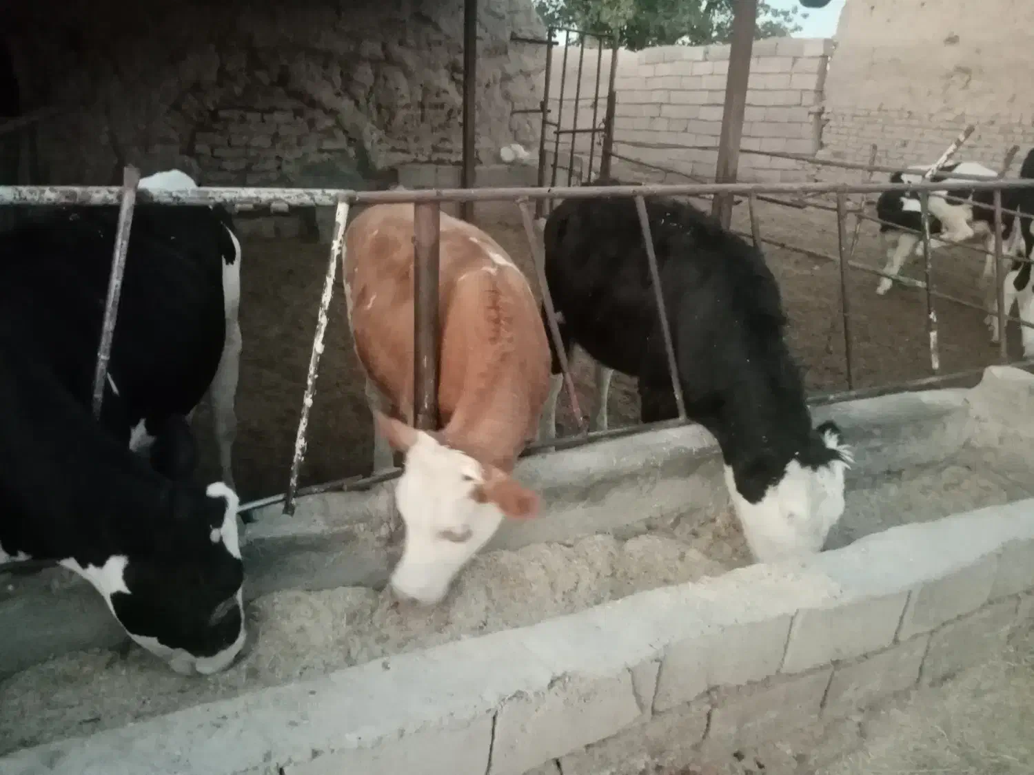 گوساله تلیسه|حیوانات مزرعه|جوین, |دیوار