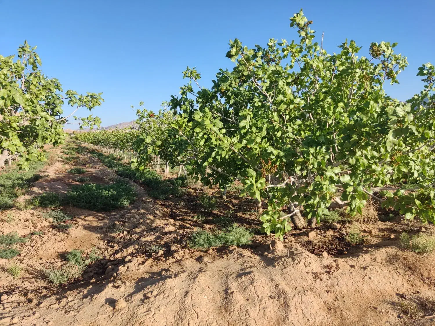 فروشی زمین باغ برجاده اصلی|فروش دفتر صنعتی، کشاورزی، تجاری|نیریز, |دیوار