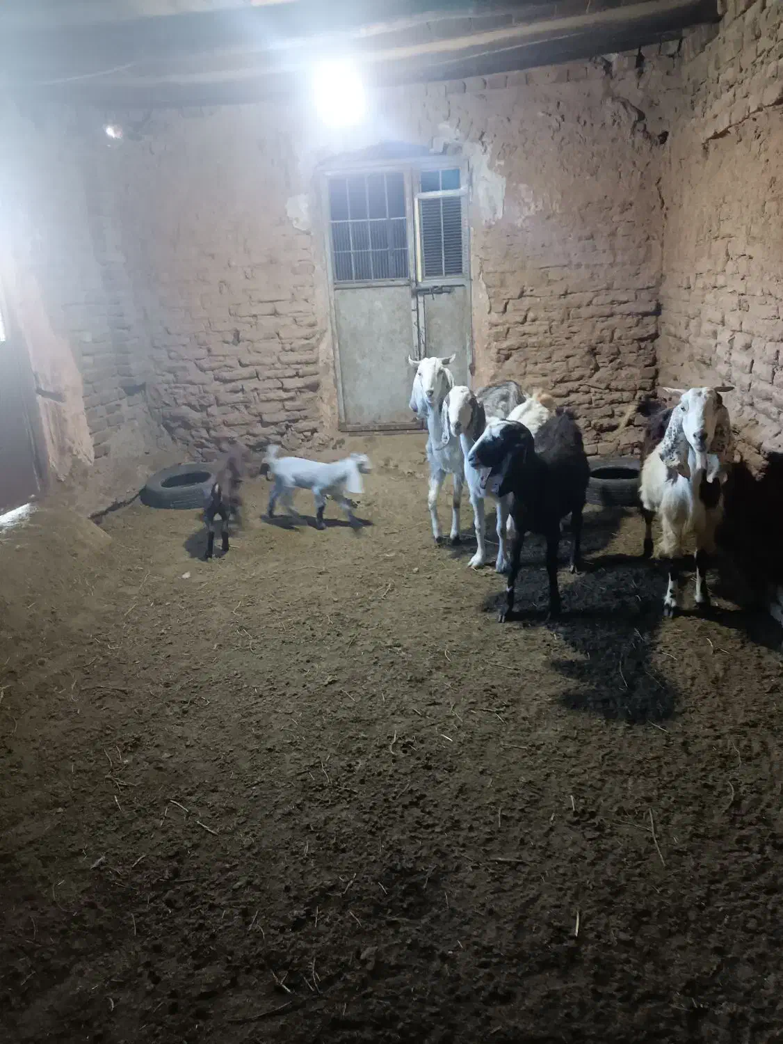 بز زاییده جوان|حیوانات مزرعه|سبزوار, قصبه غربی|دیوار