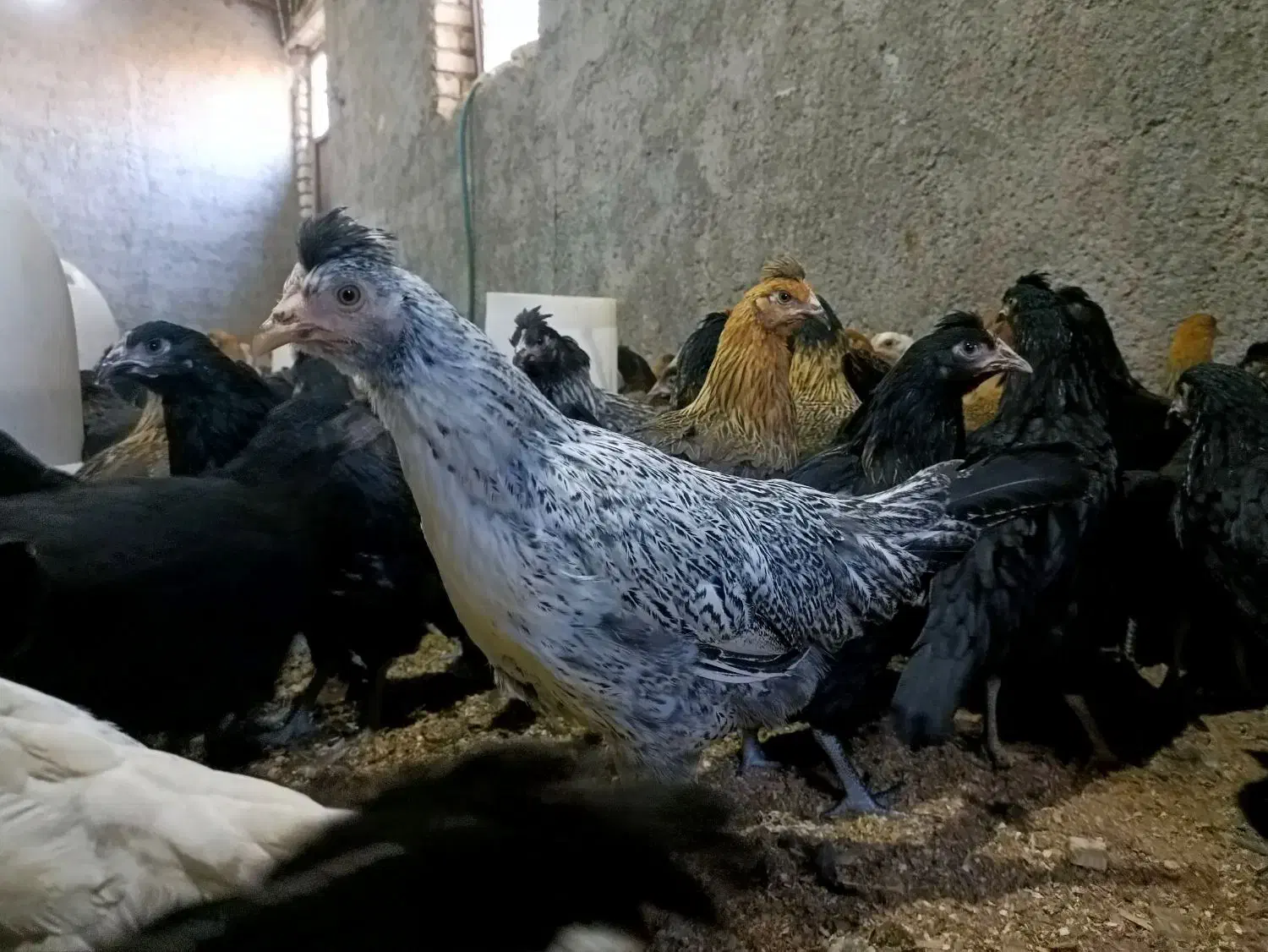 مرغ جهادی نژاد تخمگذار و گلپایگانی|حیوانات مزرعه|کاشان, خرمدشت|دیوار