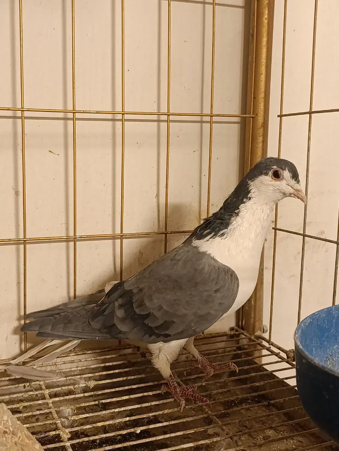 دمگیر فیروزه و دستگردی|پرنده|اصفهان, جاوان|دیوار