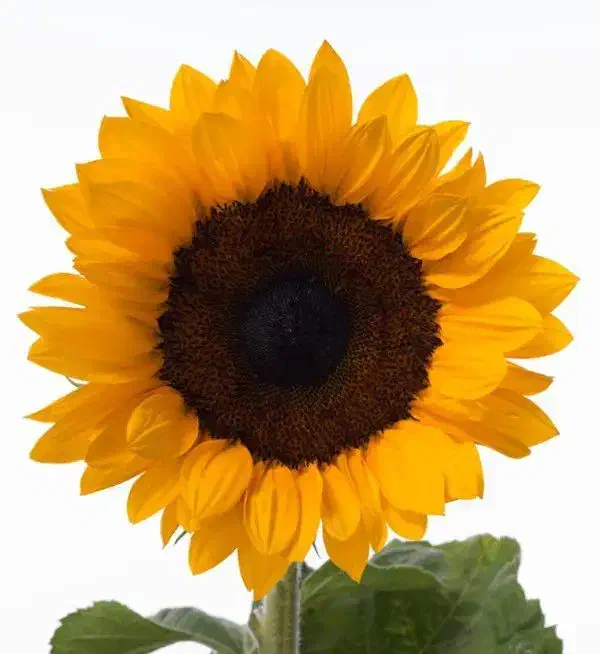 زمین کشاورزی|فروش دفتر صنعتی، کشاورزی، تجاری|معصومیه, |دیوار