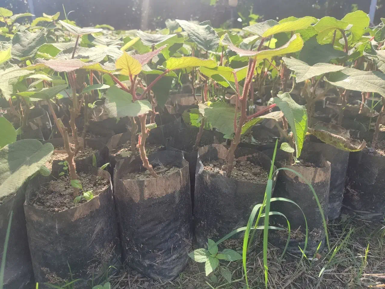 نهال کیوی تلخ|خدمات باغبانی و درختکاری|حویق, |دیوار