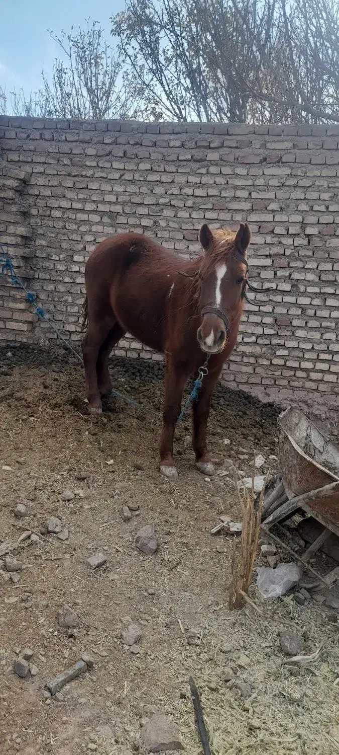 اسب ماده|اسب و تجهیزات اسب‌سواری|طبس, |دیوار