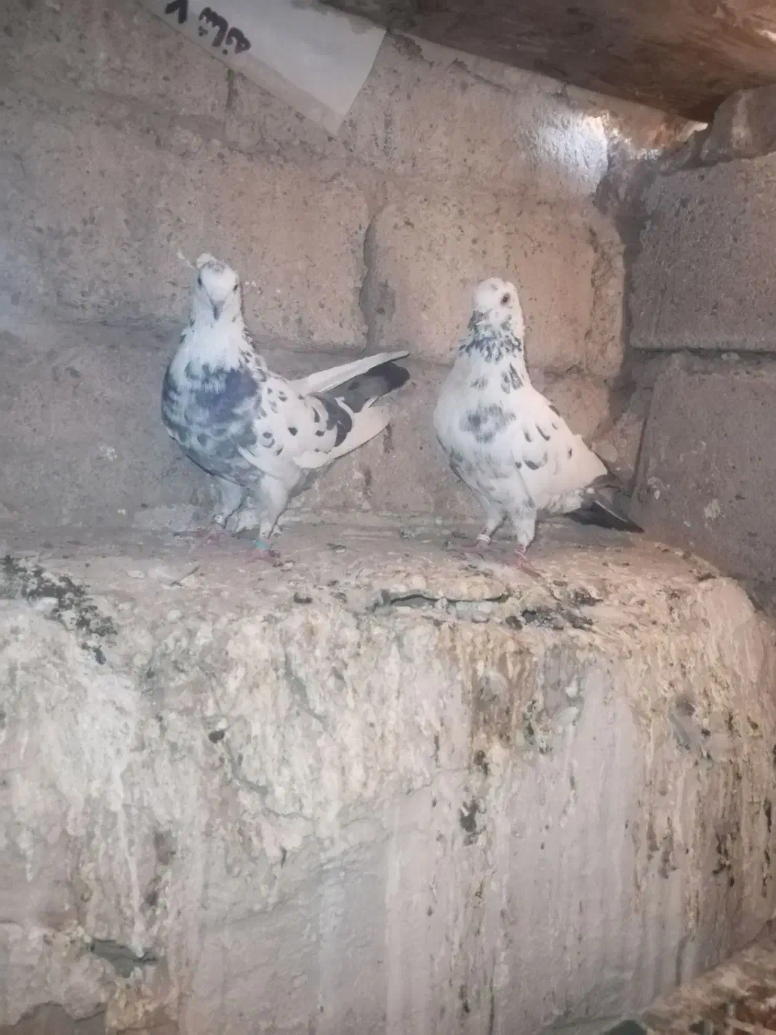 کبوتر فروشی|پرنده|مهاباد (آذربایجان غربی), |دیوار
