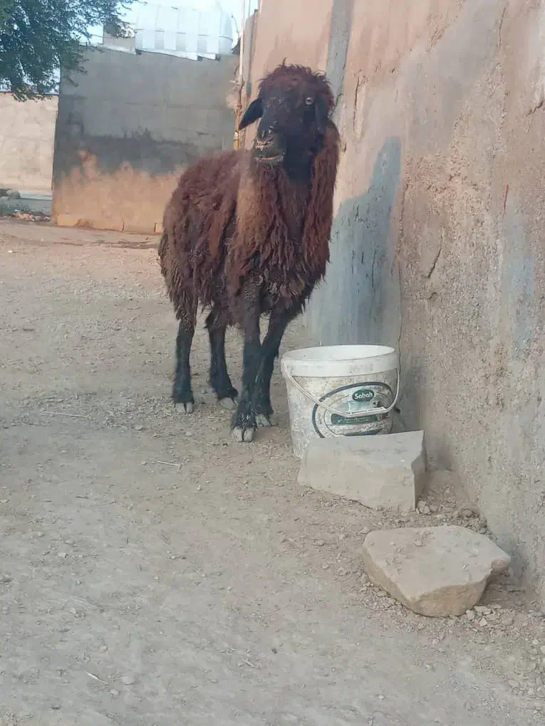 گوسفند|حیوانات مزرعه|باوی, |دیوار