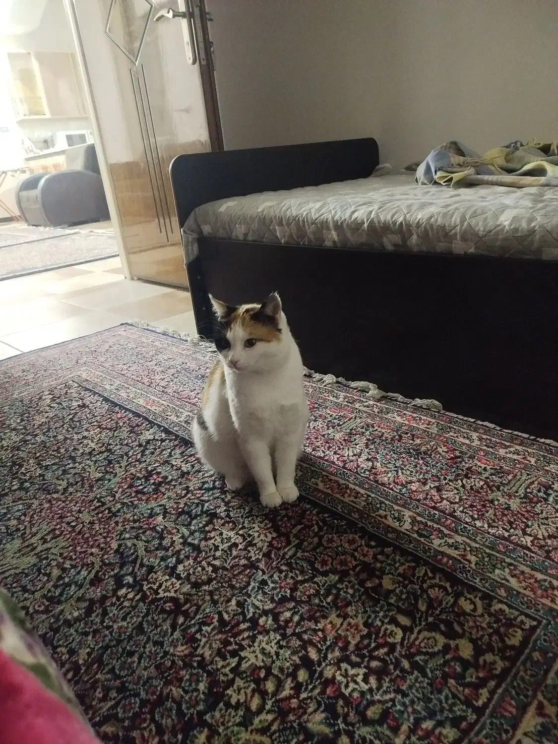 گم شده|حیوانات|قیدار, |دیوار