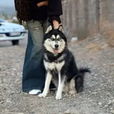 گمشده|حیوانات|فسا, |دیوار