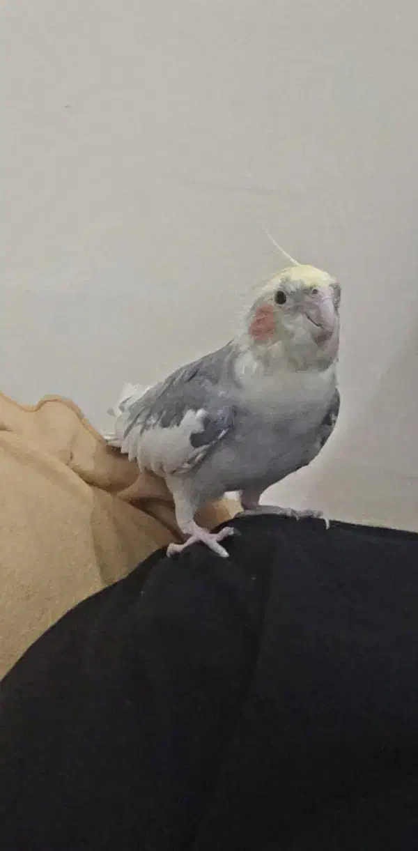 واگذاری  عروس|پرنده|اهواز, ۲۰۰۰واحدی|دیوار