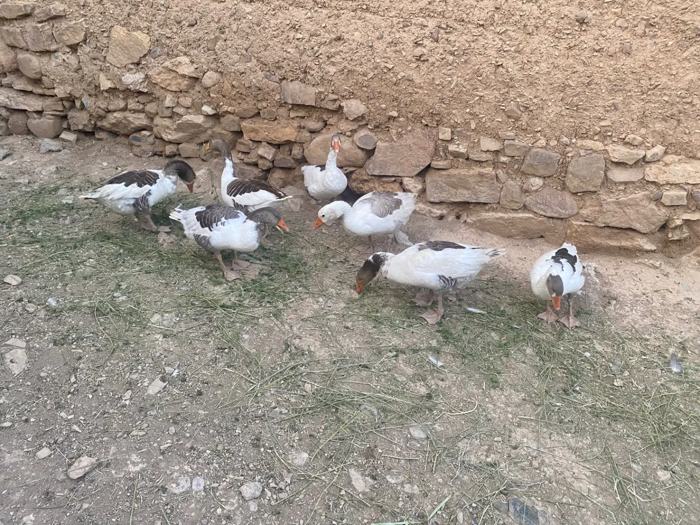 غاز|حیوانات مزرعه|آبگرم, |دیوار