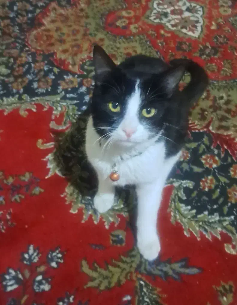 گربه تاکسیدو|گربه|بومهن, |دیوار