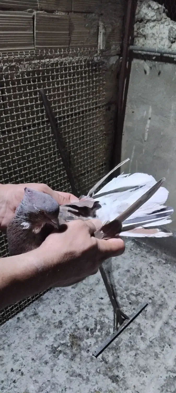 سرخ سرور دم سفید|پرنده|ملارد, |دیوار