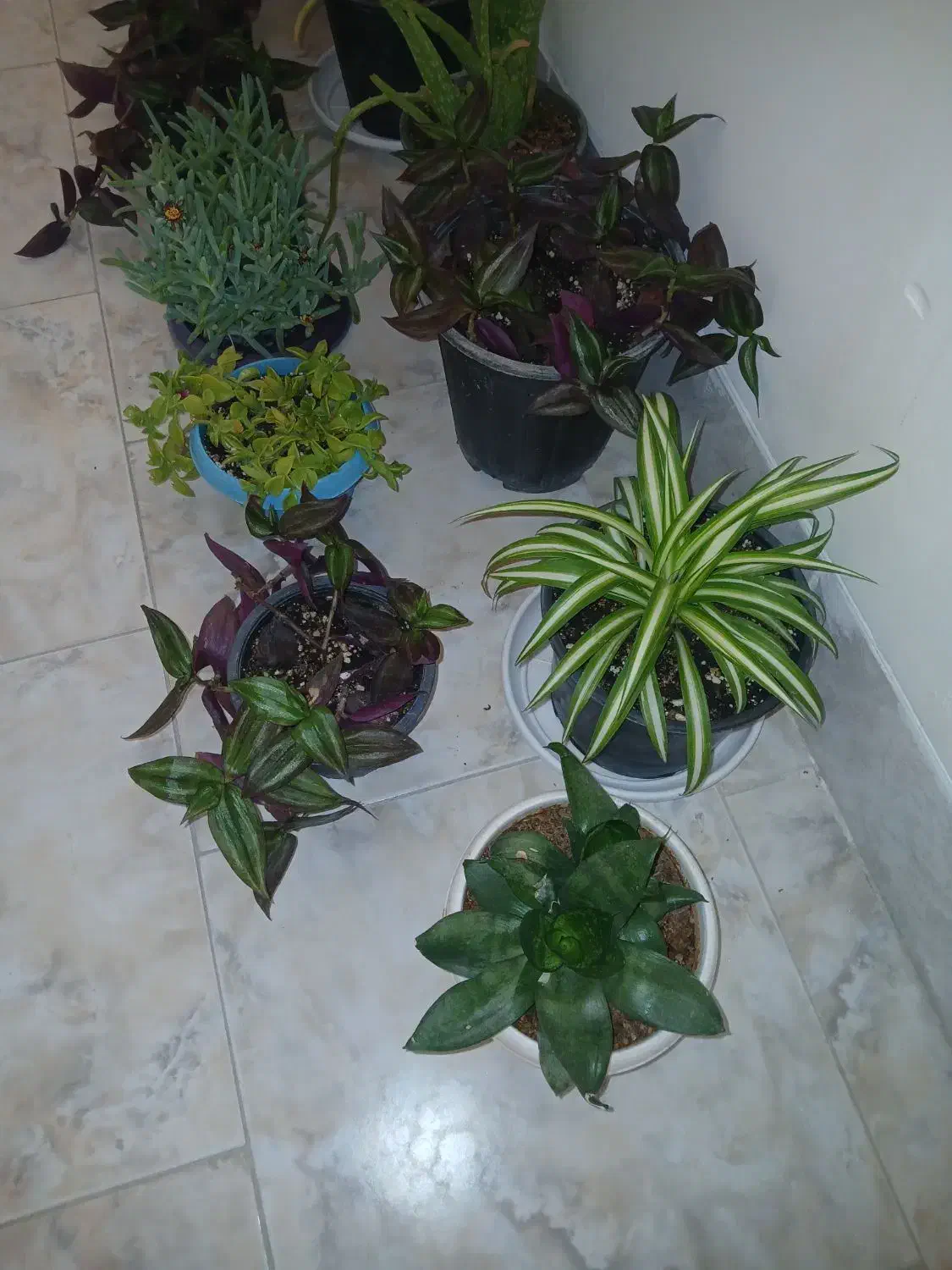 فروشی|ماهی|شاهرود, |دیوار