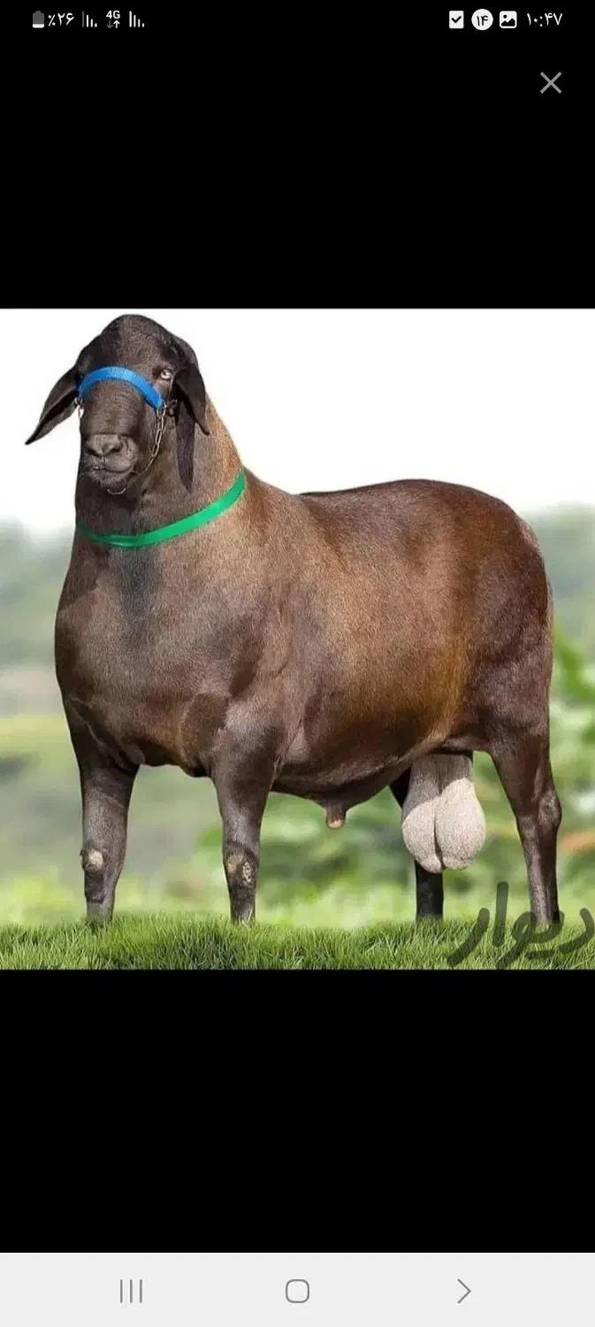 گوسفندزنده قزوین|حیوانات مزرعه|قزوین, |دیوار