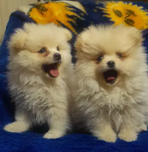 سگ پامر پامرانین پامرین|سگ|مشهد, ویلاشهر|دیوار