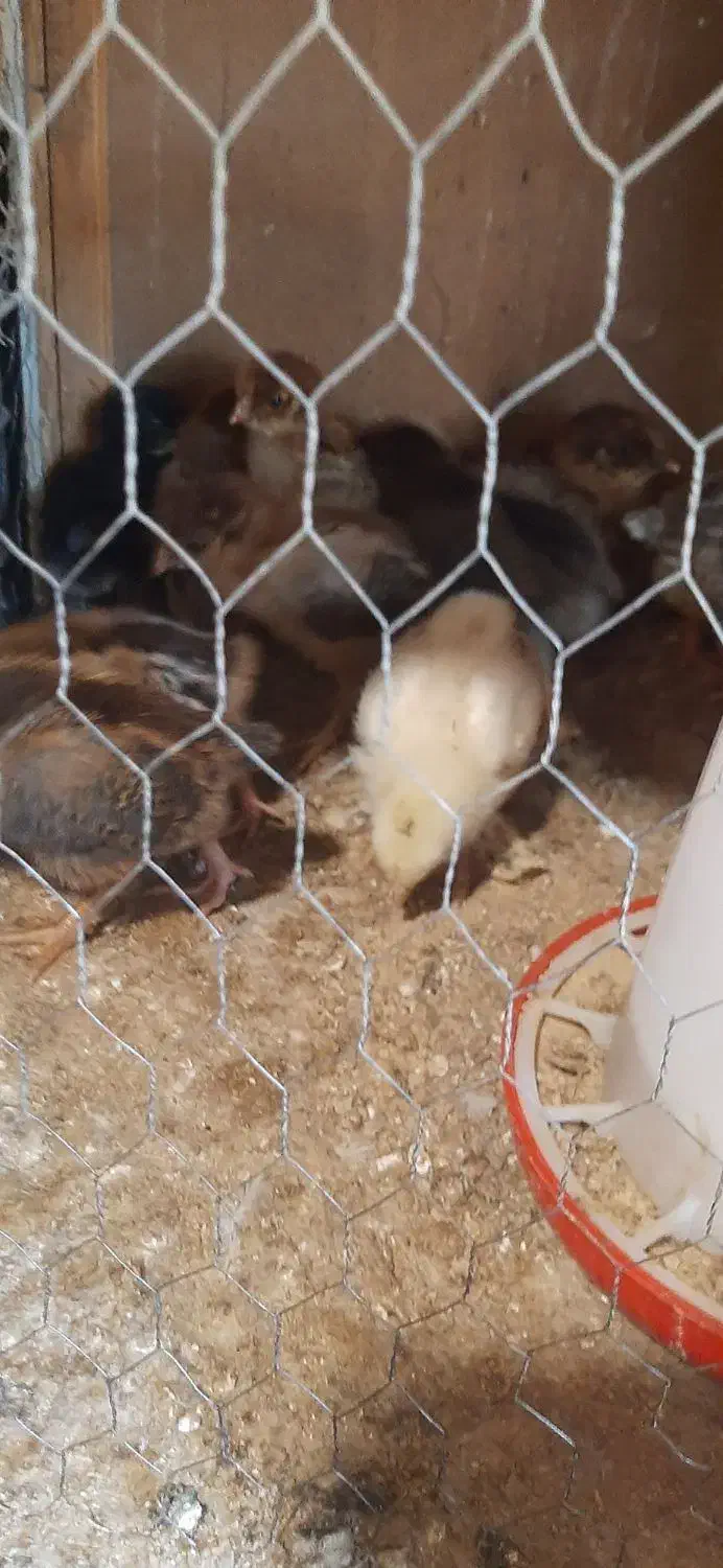 جوجه رسمی|حیوانات مزرعه|تهران, مشیریه|دیوار