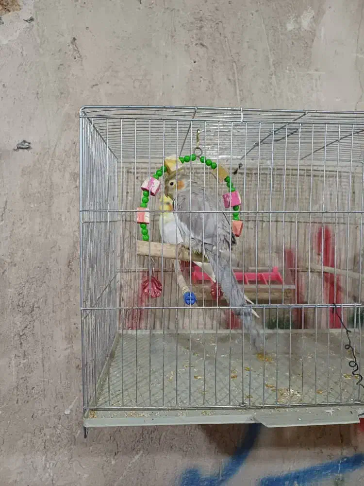 عروس هلندی|پرنده|محمدبار, |دیوار