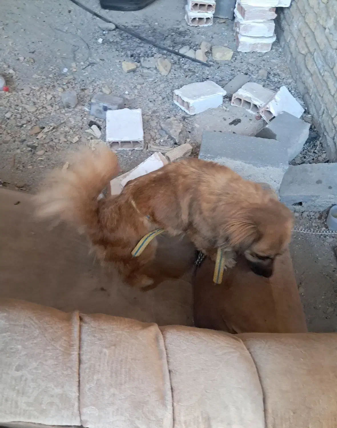 واگذار سگ پاکوتاه|حیوانات|پاکدشت, پاکدشت (مامازند)|دیوار