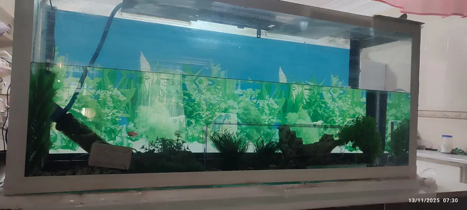 آکواریوم|ماهی|خلیل آباد, |دیوار