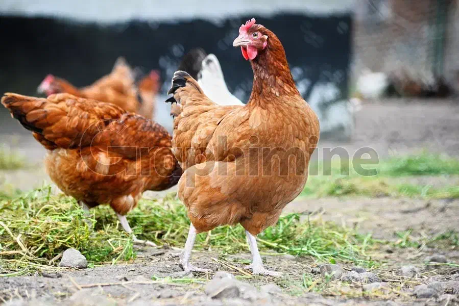 فروش مرغ تخم گذار|حیوانات مزرعه|میانه, |دیوار