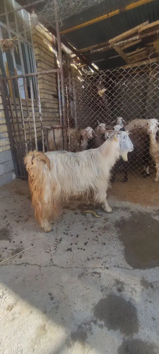 بزغاله|حیوانات مزرعه|الشتر, |دیوار