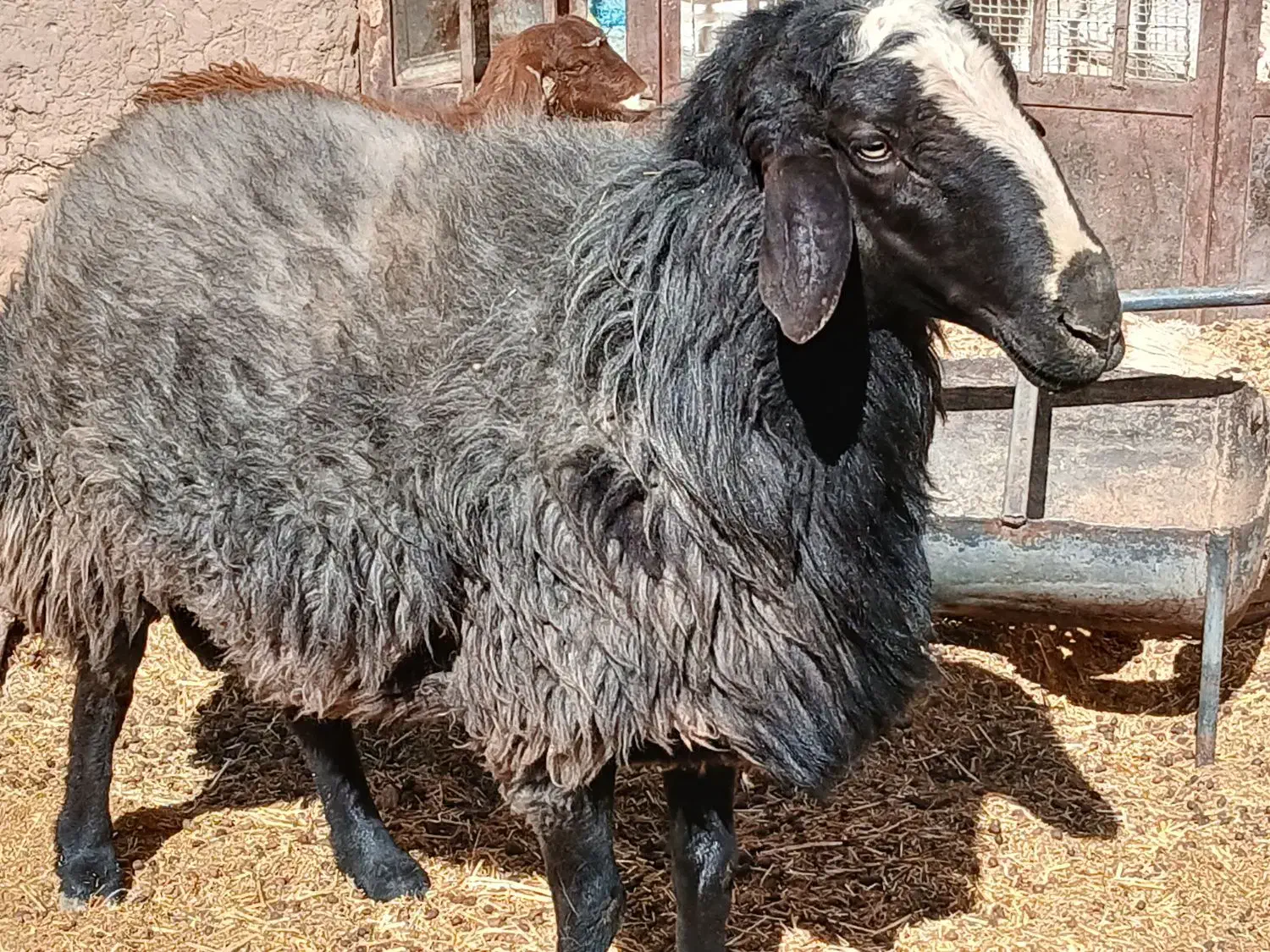 گوسفند بره قوچ|حیوانات مزرعه|ماهان, |دیوار