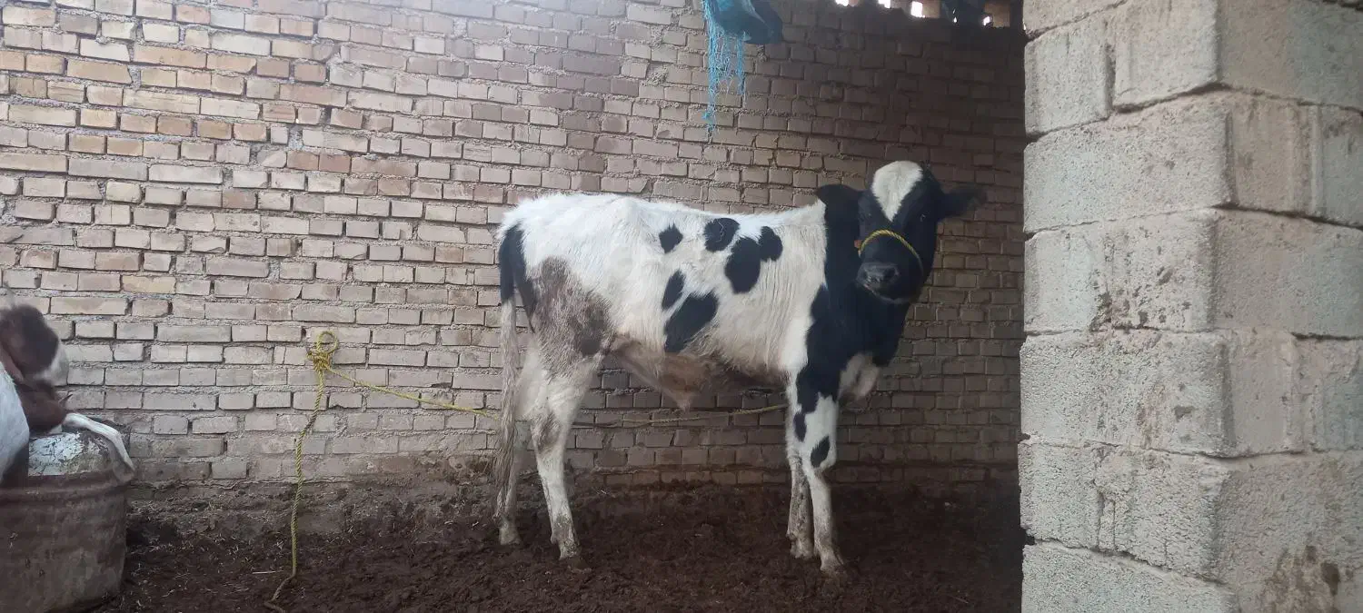 گاو گوساله نر خارجی|حیوانات مزرعه|حمیدیه, |دیوار