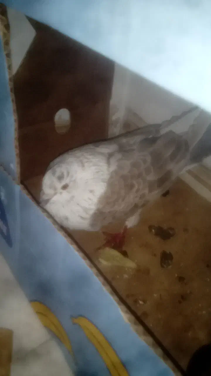 کفتر|پرنده|ارومیه, |دیوار