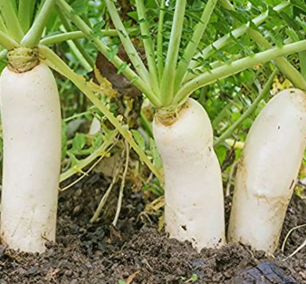 ترب سفید|خوردنی و آشامیدنی|محمودآباد, |دیوار