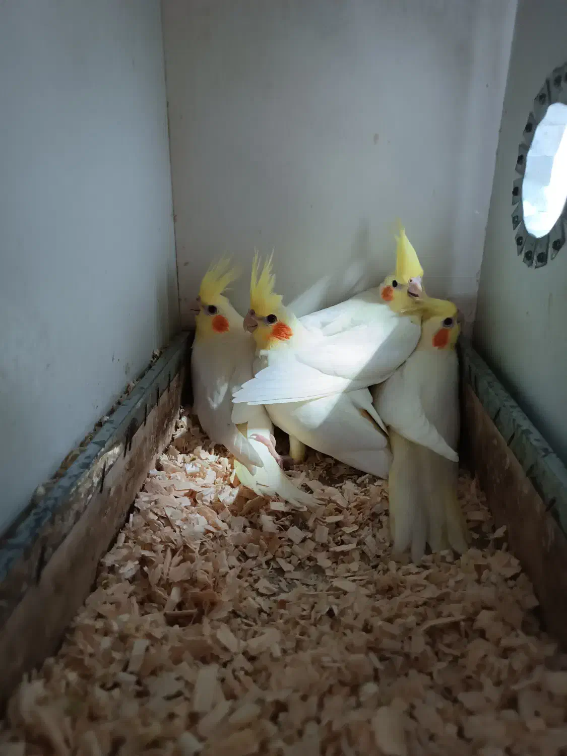 عروس هلندی دوماهه ۳ماهه|پرنده|فومن, |دیوار