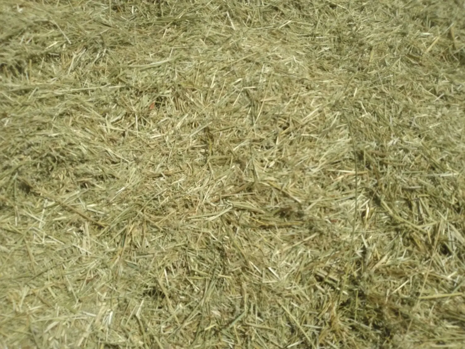 گیاه|گل و گیاه طبیعی|بیجار, |دیوار