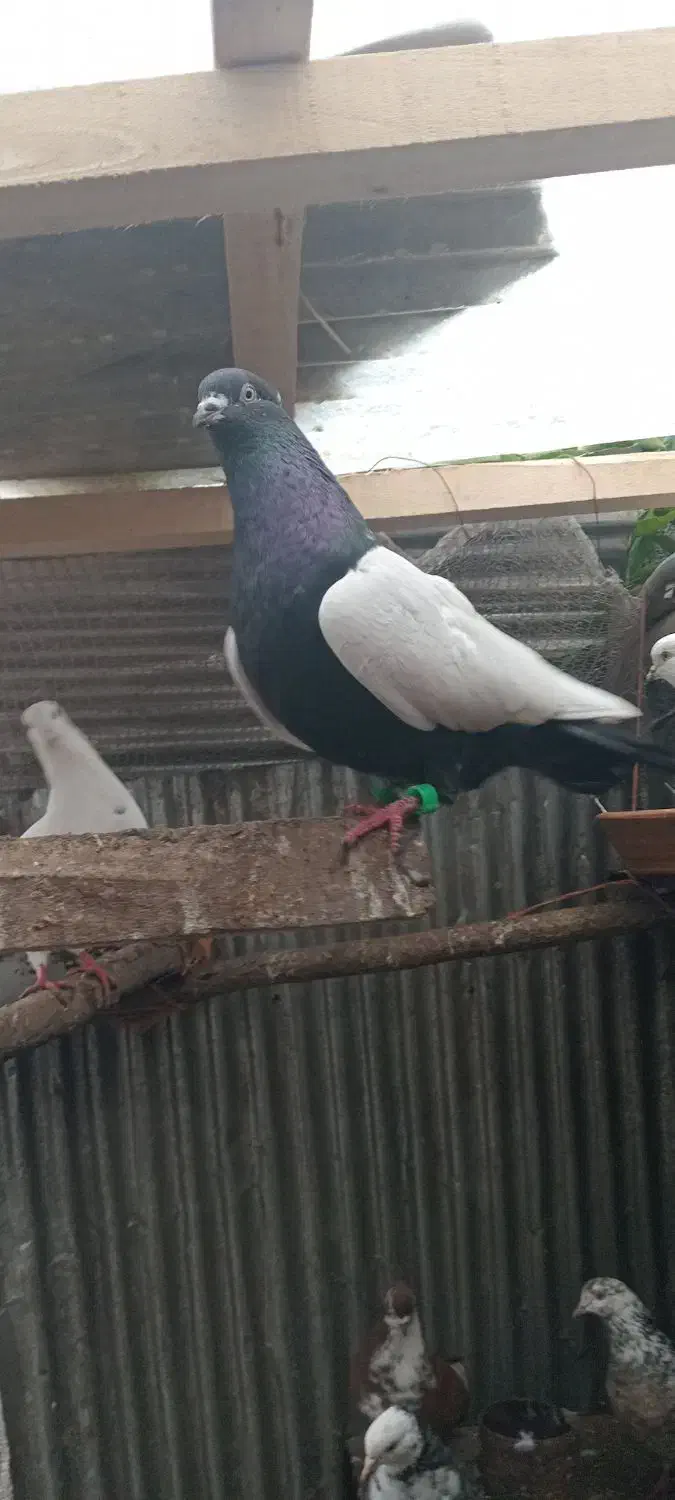 کبوتر|پرنده|سیاهکل, |دیوار