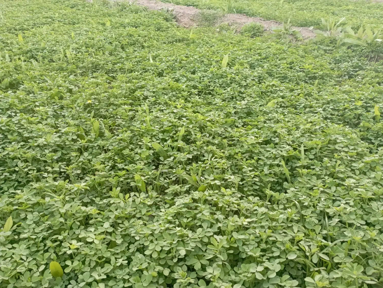 فروش آب از موتور اکبر آباد گنبکی|فروش دفتر صنعتی، کشاورزی، تجاری|گنبکی, |دیوار