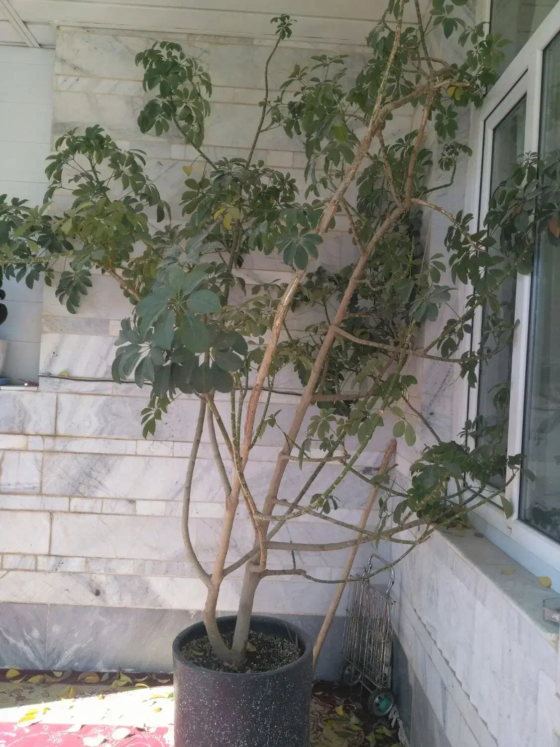 گل شفلرا فروشی|گل و گیاه طبیعی|زنجان, |دیوار