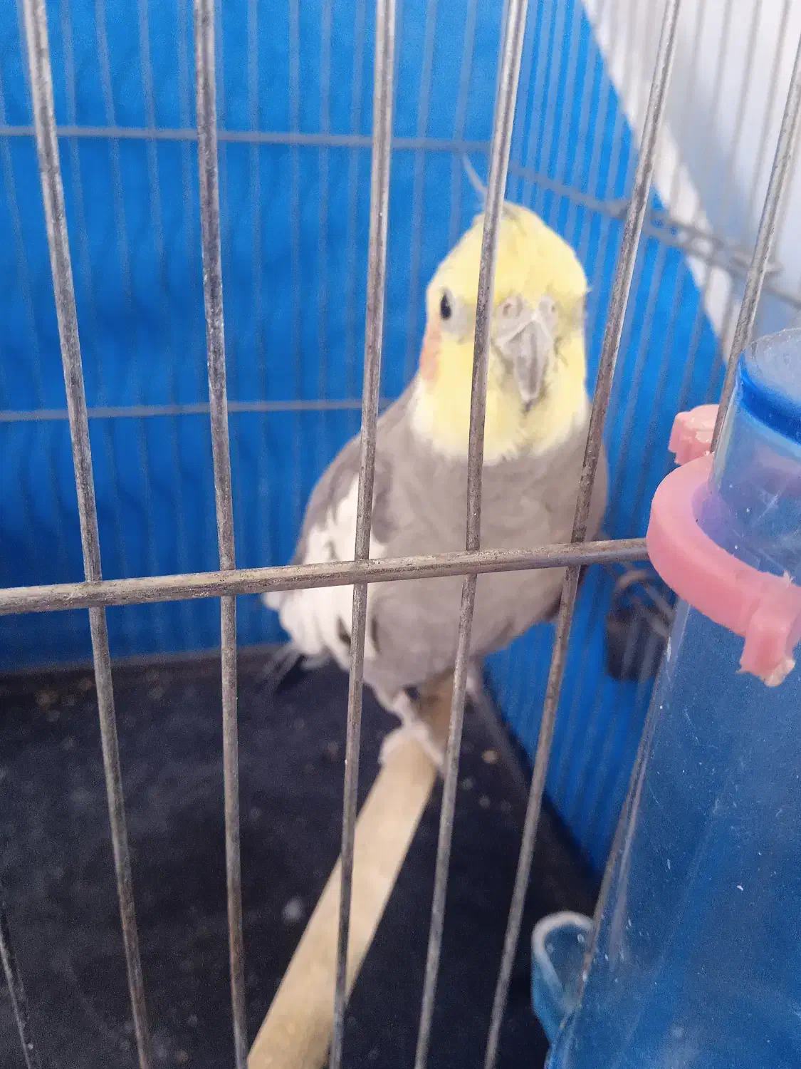 عروس هلندی نر|پرنده|فولادشهر, مسکن مهر فولادشهر|دیوار