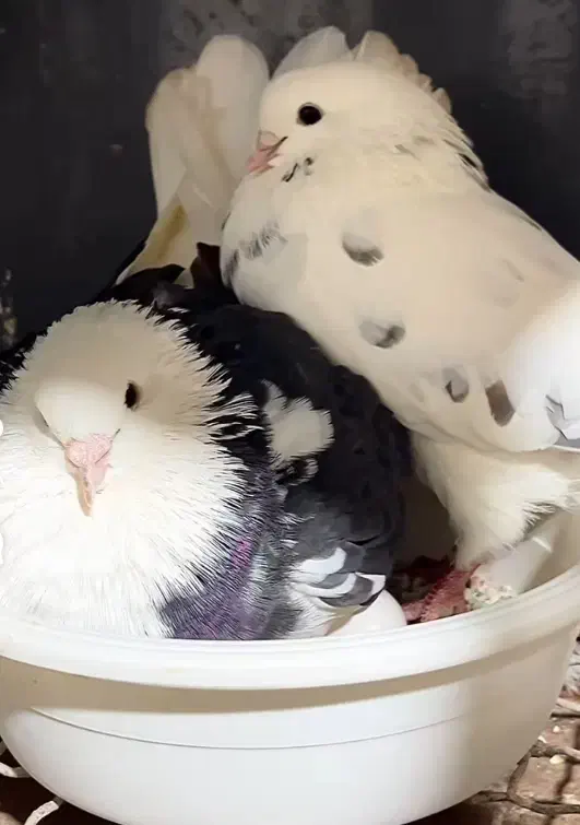 کبوتر  باخت  رفته|حیوانات|رزن, |دیوار