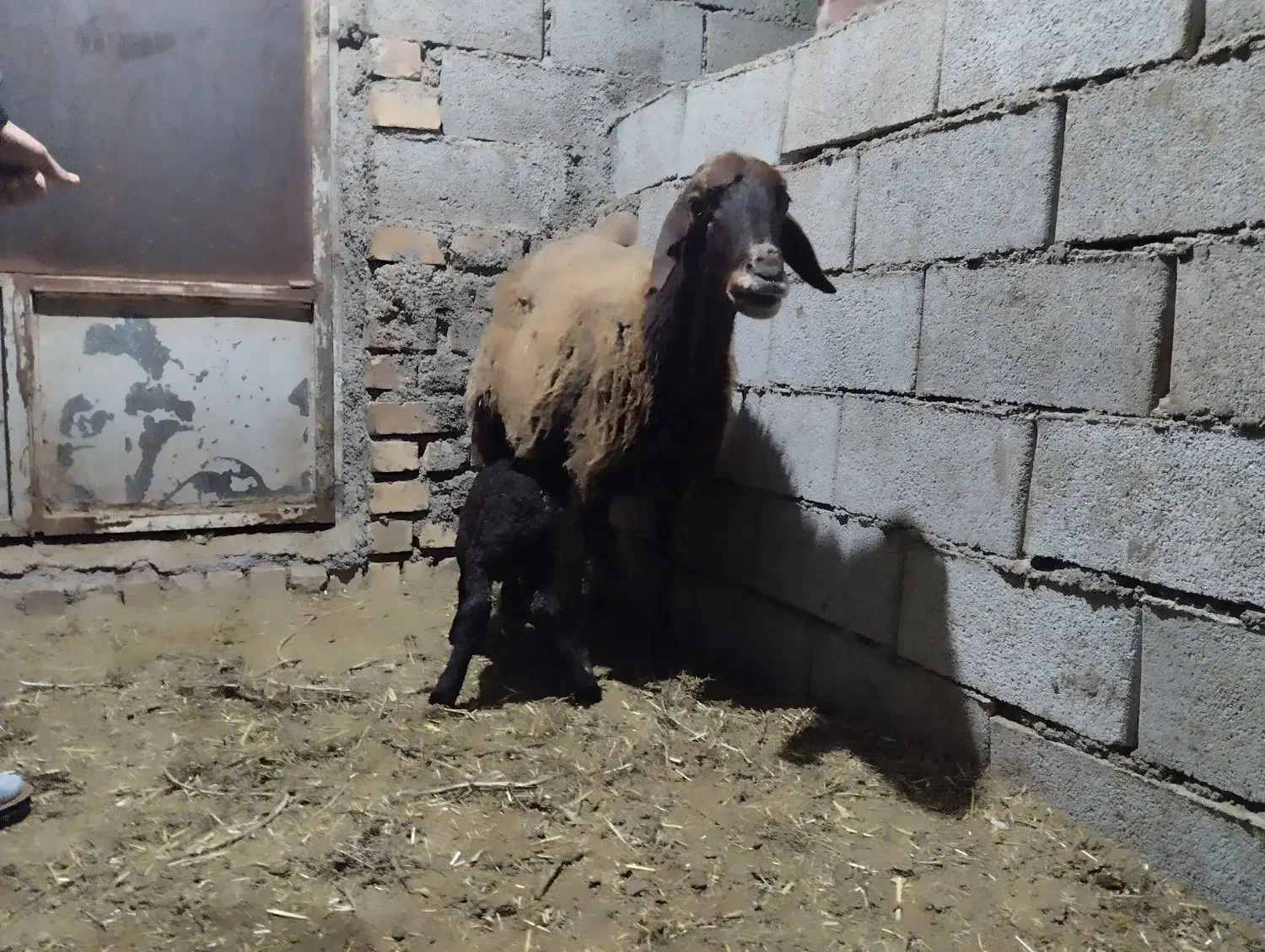 میش بره|حیوانات مزرعه|نیشابور, مازول|دیوار
