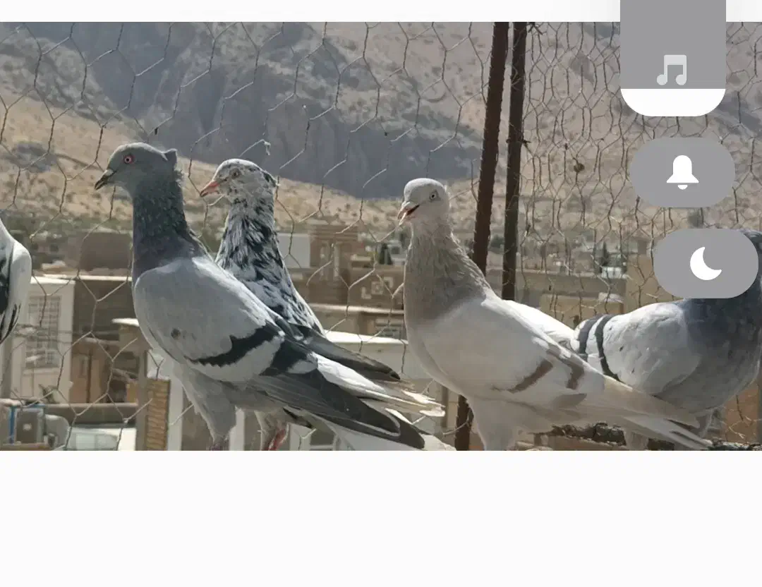 سبزدمسفید|پرنده|شیراز, احمدی جنوبی|دیوار