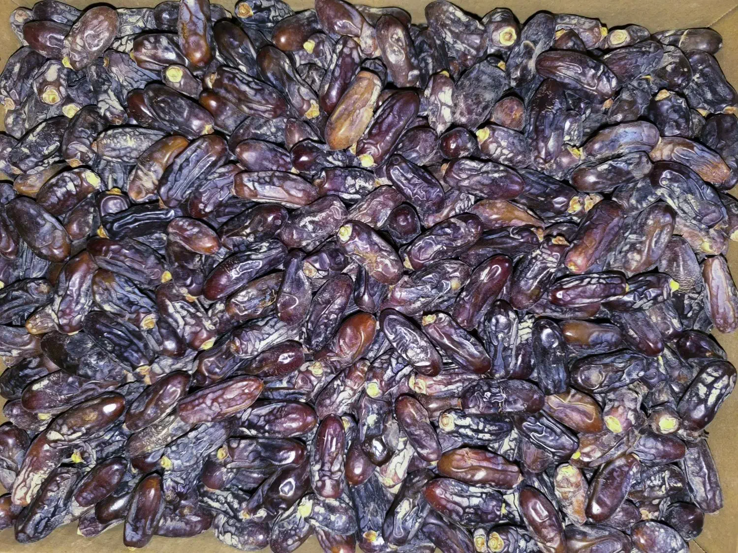خرما ربی|خوردنی و آشامیدنی|ایرانشهر, |دیوار