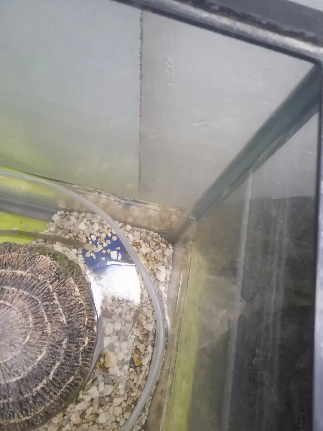 اکواریوم شرکتی مرتب وتمیز|ماهی|تربتحیدریه, منظر|دیوار