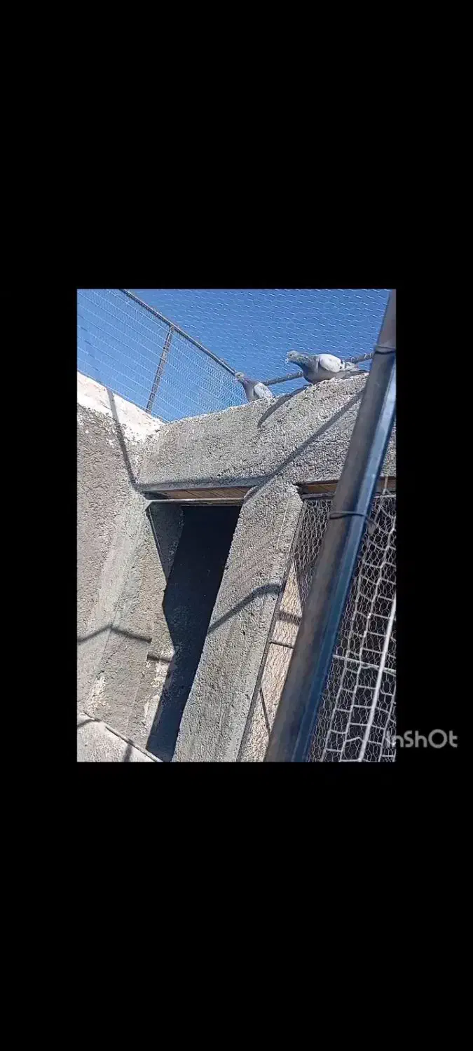 کفتر پرشی|پرنده|سرایان, |دیوار