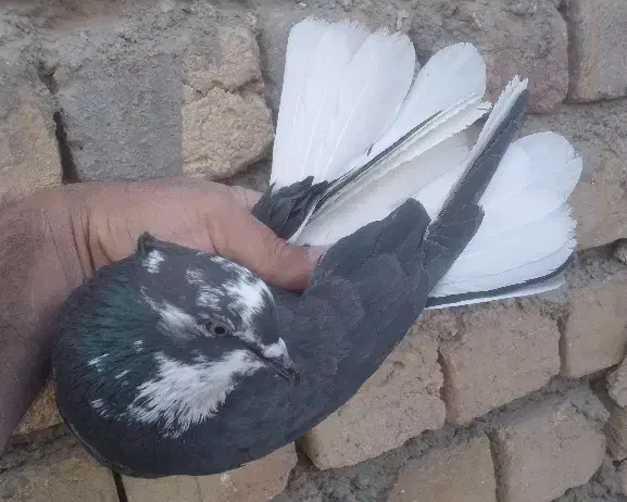 کفتر پرشی|پرنده|قم, باغ شازده|دیوار