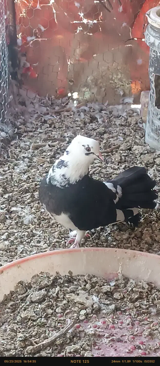 کبوتر دمچتری|پرنده|ورزنه, |دیوار