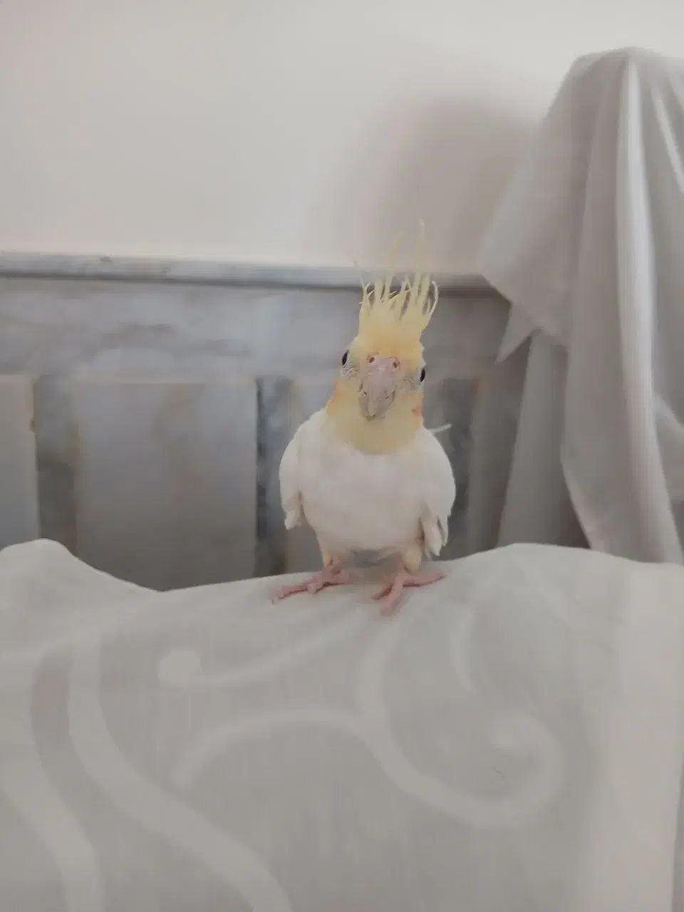 عروس هلندی|پرنده|سبزوار, توحیدشهر|دیوار