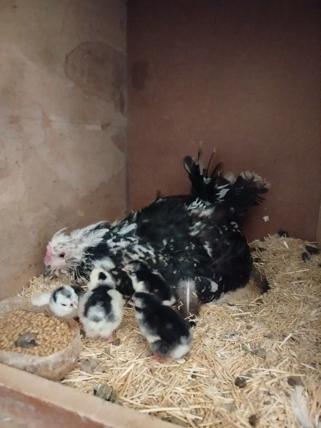 گلین فول ریش|حیوانات مزرعه|معصومیه, |دیوار