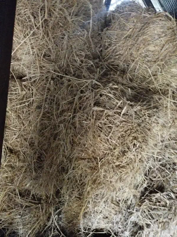 کاه برنج|عمده‌فروشی|تالش, جوکندان|دیوار