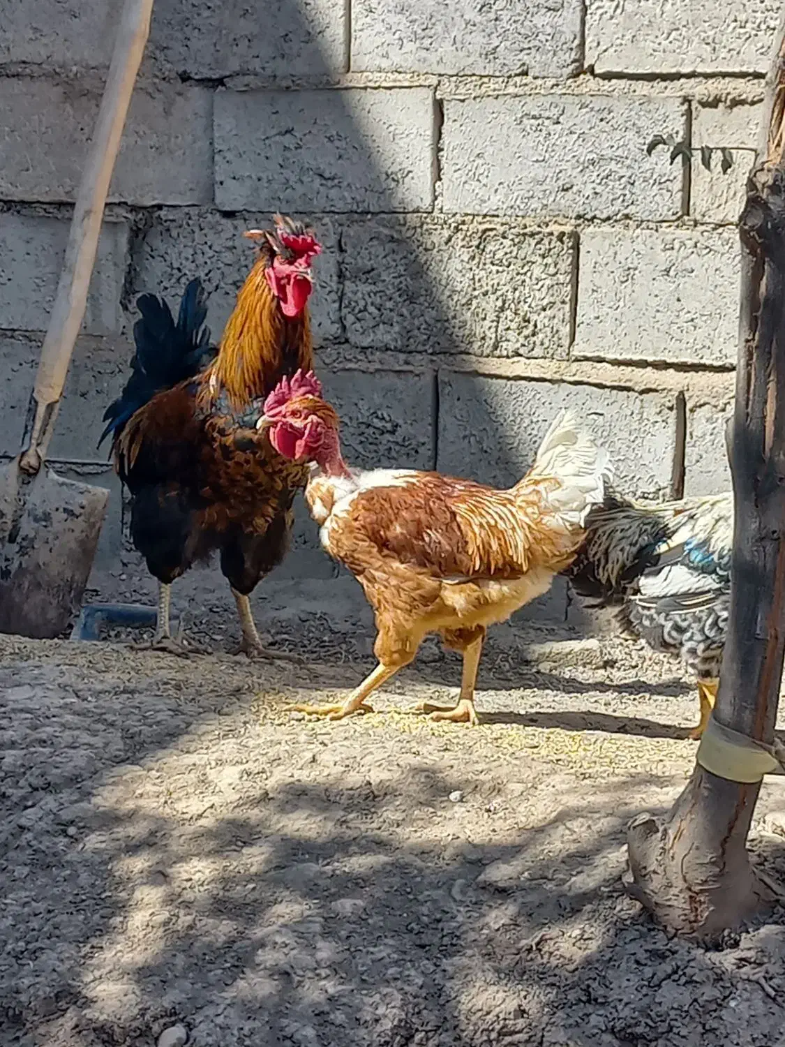 خردس جوان ارگانیک|حیوانات مزرعه|هریس, |دیوار