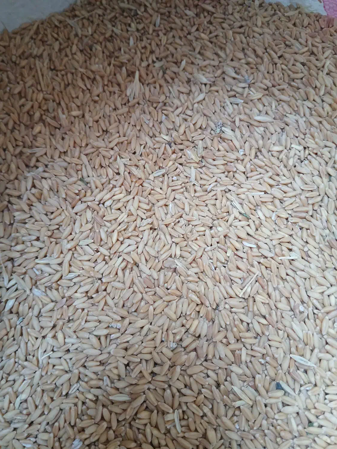 گندم پاک شده|حراج|سنندج, |دیوار