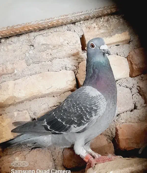 ۱۳کفتر پرشی|پرنده|سربیشه, |دیوار