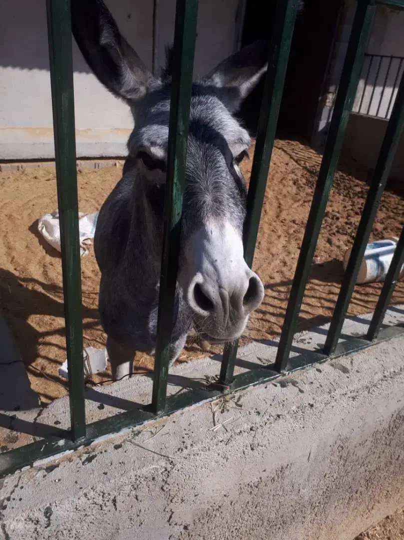 الاغ ( خرماده باکره)|حیوانات مزرعه|زرقان, |دیوار